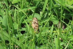 Junonia sophia