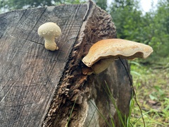 Hemipholiota