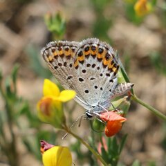Plebejus