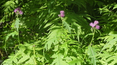 Cirsium alsophilum