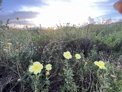 Oenothera drummondii