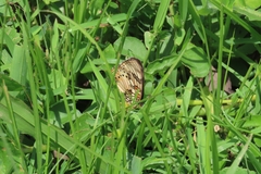Junonia sophia