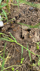 Camponotus festinatus