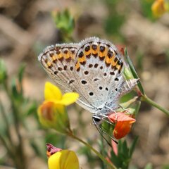 Plebejus