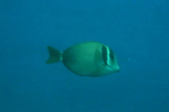 Acanthurus leucopareius
