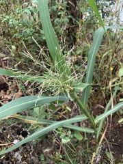 Panicum dichotomiflorum