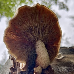 Hemipholiota