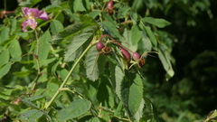 Rosa pendulina