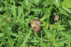 Junonia sophia