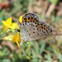 Plebejus