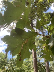 Quercus stellata