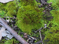 Didymodon