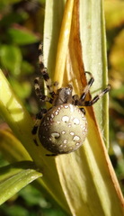 Araneus