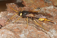 Urocerus gigas