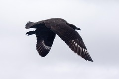 Stercorarius antarcticus