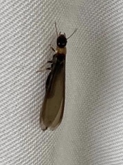 Kalotermes flavicollis