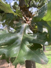 Quercus stellata