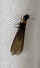 Kalotermes flavicollis