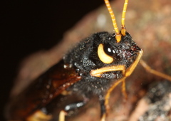 Urocerus gigas