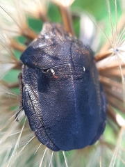 Eurygaster testudinaria