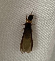 Kalotermes flavicollis