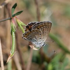 Plebejus