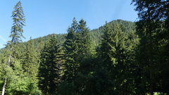 Picea abies
