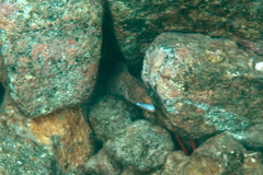 Gymnothorax meleagris