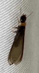 Kalotermes flavicollis