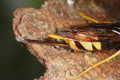 Urocerus gigas