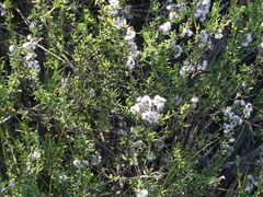 Eriocephalus