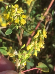 Melilotus officinalis