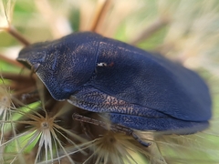 Eurygaster testudinaria