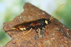 Urocerus gigas