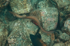 Gymnothorax meleagris