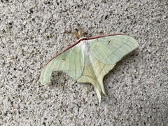 Actias aliena aliena