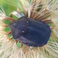 Eurygaster testudinaria