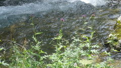 Cirsium alsophilum