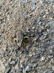 Pelophylax ridibundus