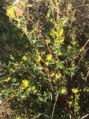 Melilotus officinalis