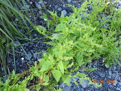 Atriplex gmelinii