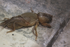 Gryllotalpa