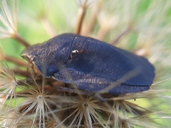 Eurygaster testudinaria