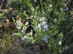 Eriocephalus