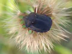 Eurygaster testudinaria