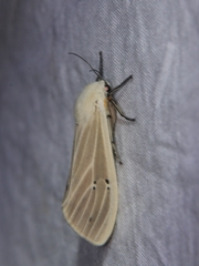 Creatonotos transiens