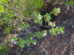 Pelargonium panduriforme