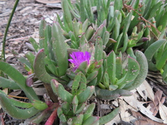 Carpobrotus modestus