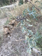 Argemone polyanthemos