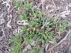 Carpobrotus modestus